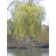 Riippakeltasalava (Salix sepulcralis (x) 'Chrysocoma') 